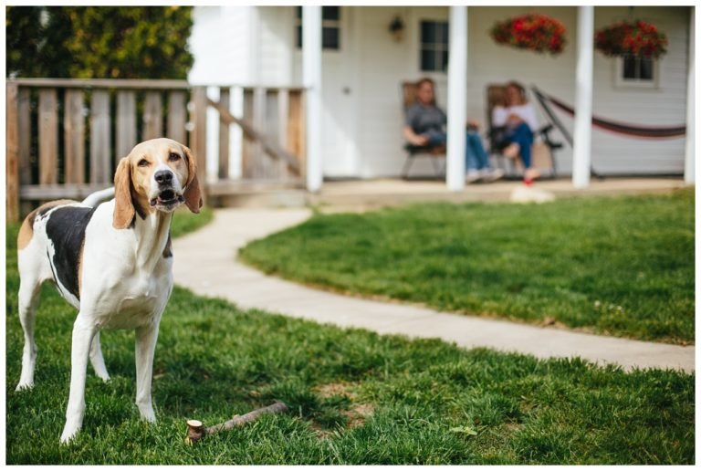At Home Lifestyle Pictures with a Dog in Milwaukee WI